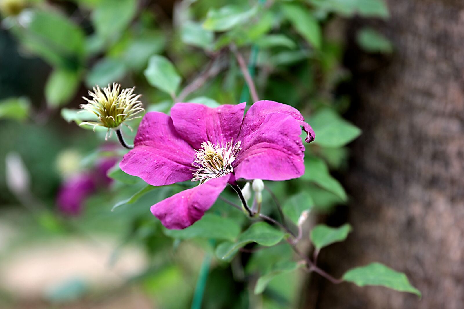 Canon EOS 550D (EOS Rebel T2i / EOS Kiss X4) sample photo. Clematis, flower, plant photography
