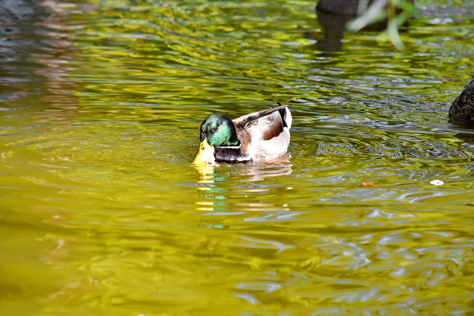 Nikon D5500 sample photo. Beautiful photo, colorful, mallard photography