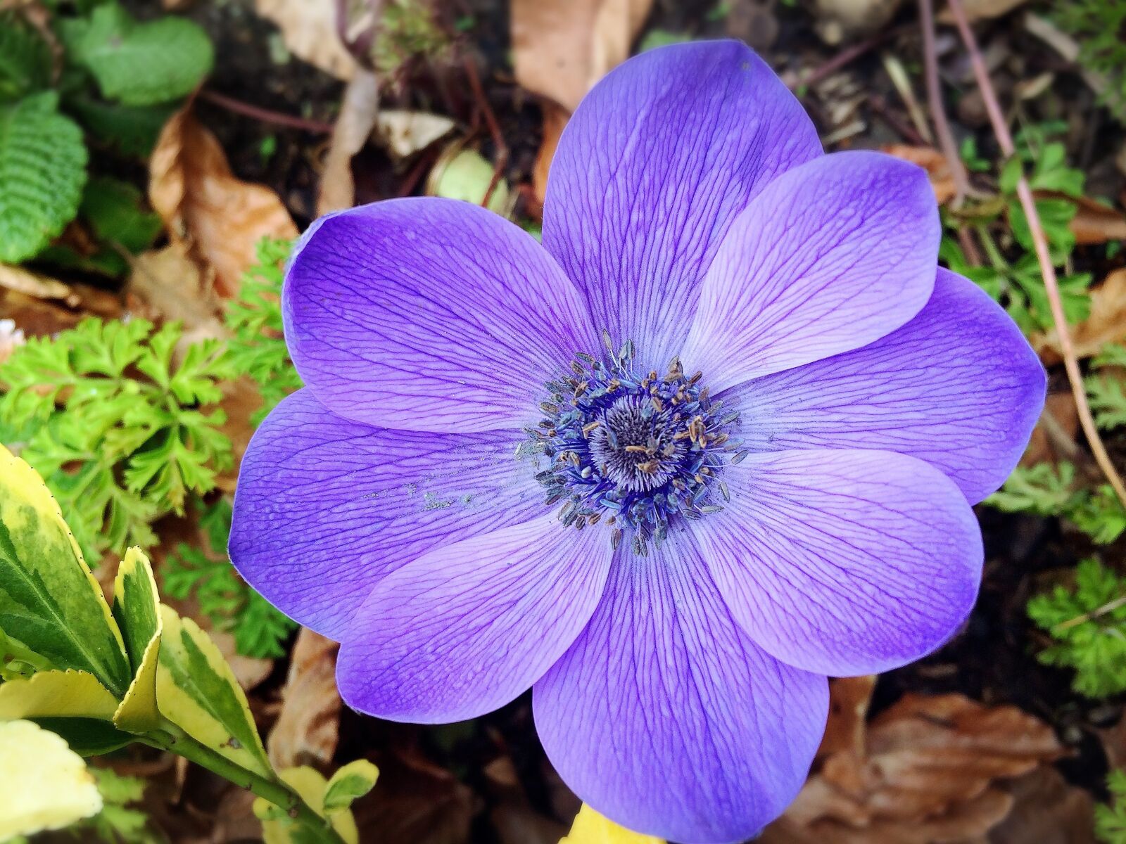 iPhone 5s back camera 4.15mm f/2.2 sample photo. Flower, nature, purple photography