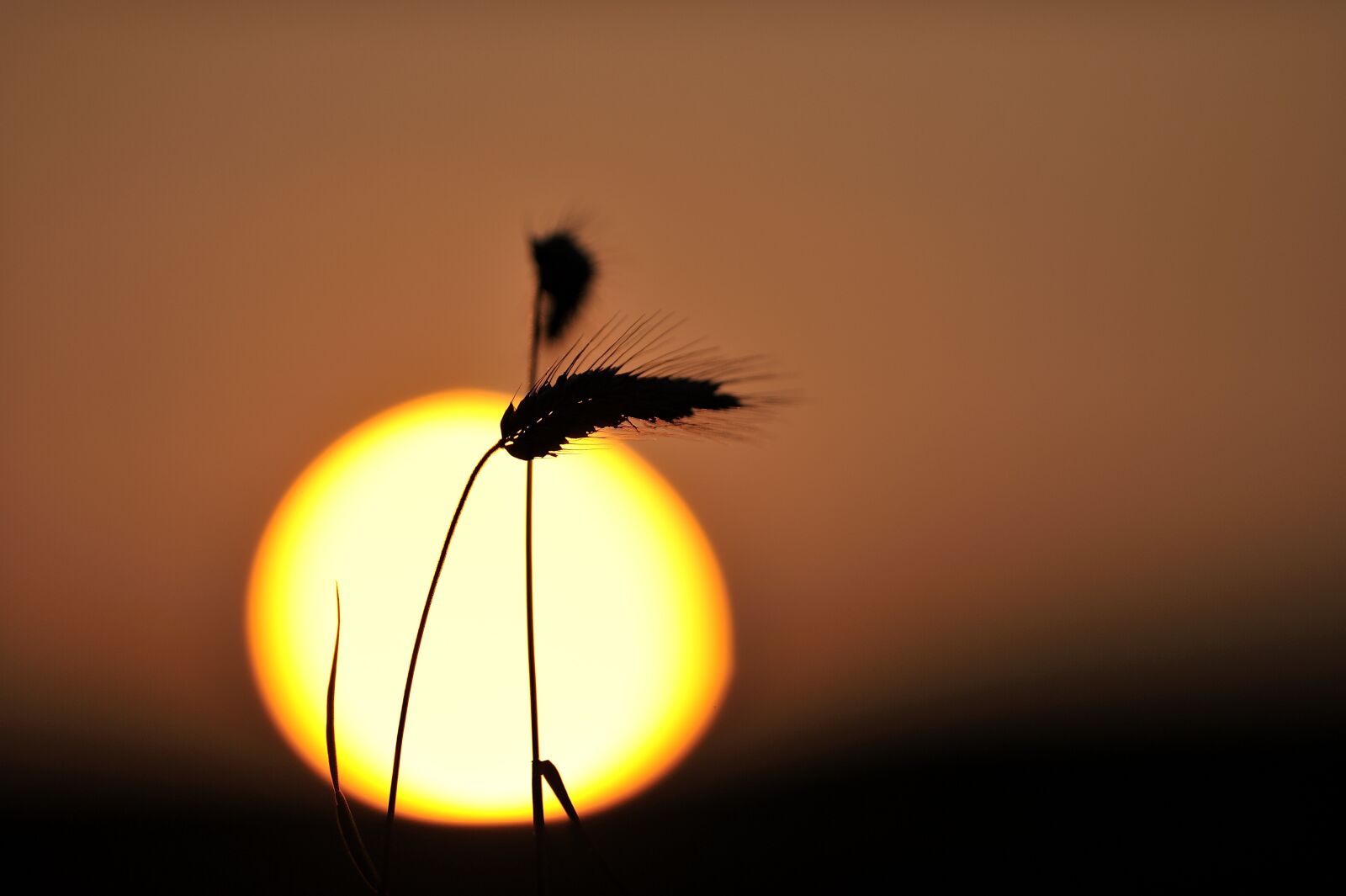 Nikon D3S sample photo. Cereals, spike, sun photography
