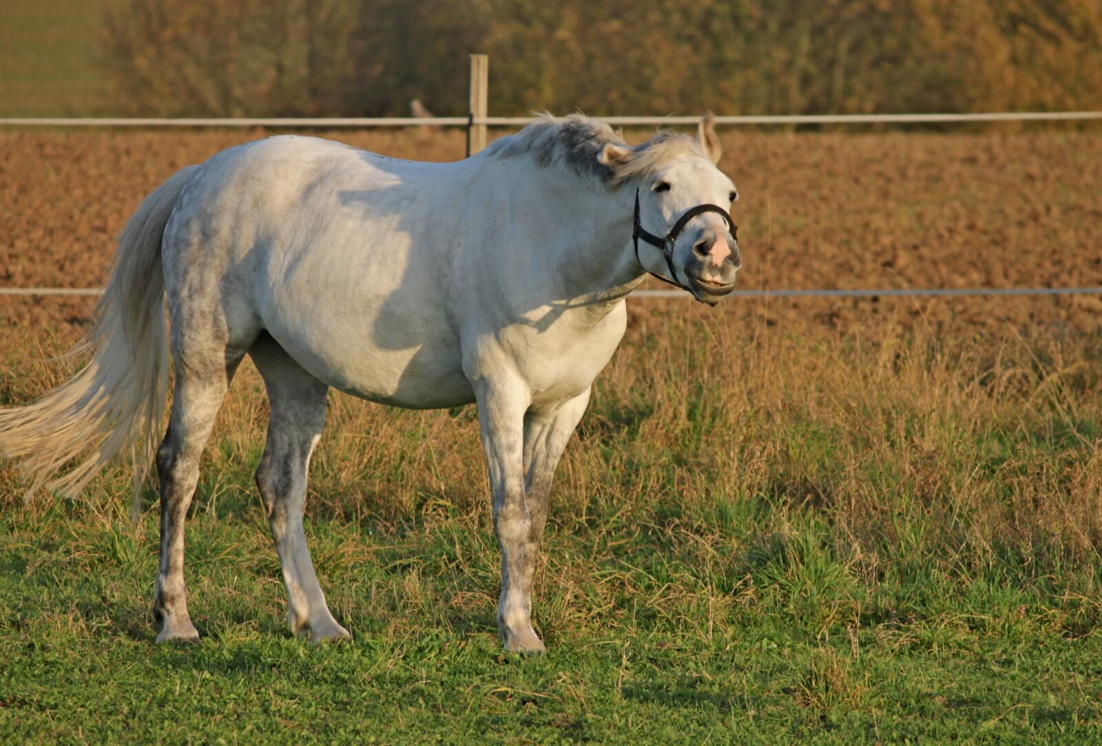 Canon EOS 1100D (EOS Rebel T3 / EOS Kiss X50) sample photo. Horse, pasture, coupling photography
