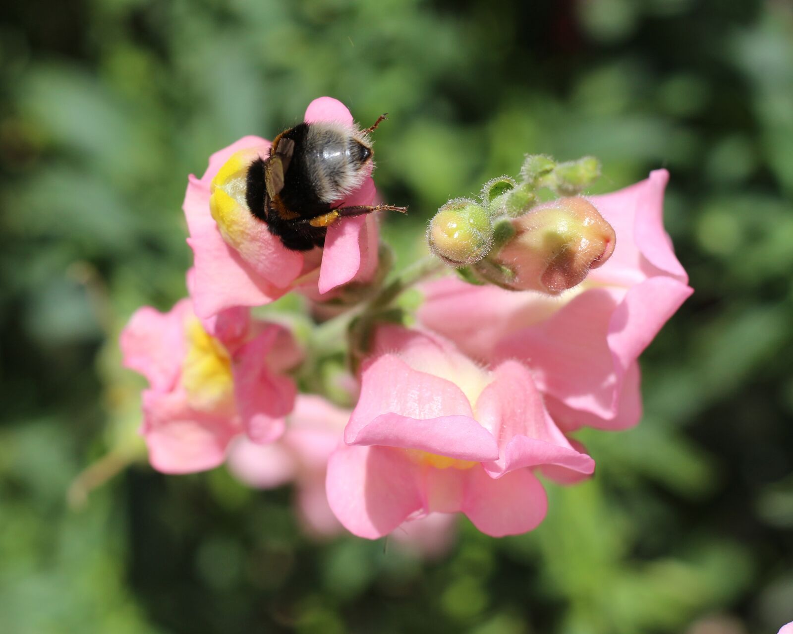 Canon EOS 700D (EOS Rebel T5i / EOS Kiss X7i) sample photo. Insect, bumblebee, nature photography