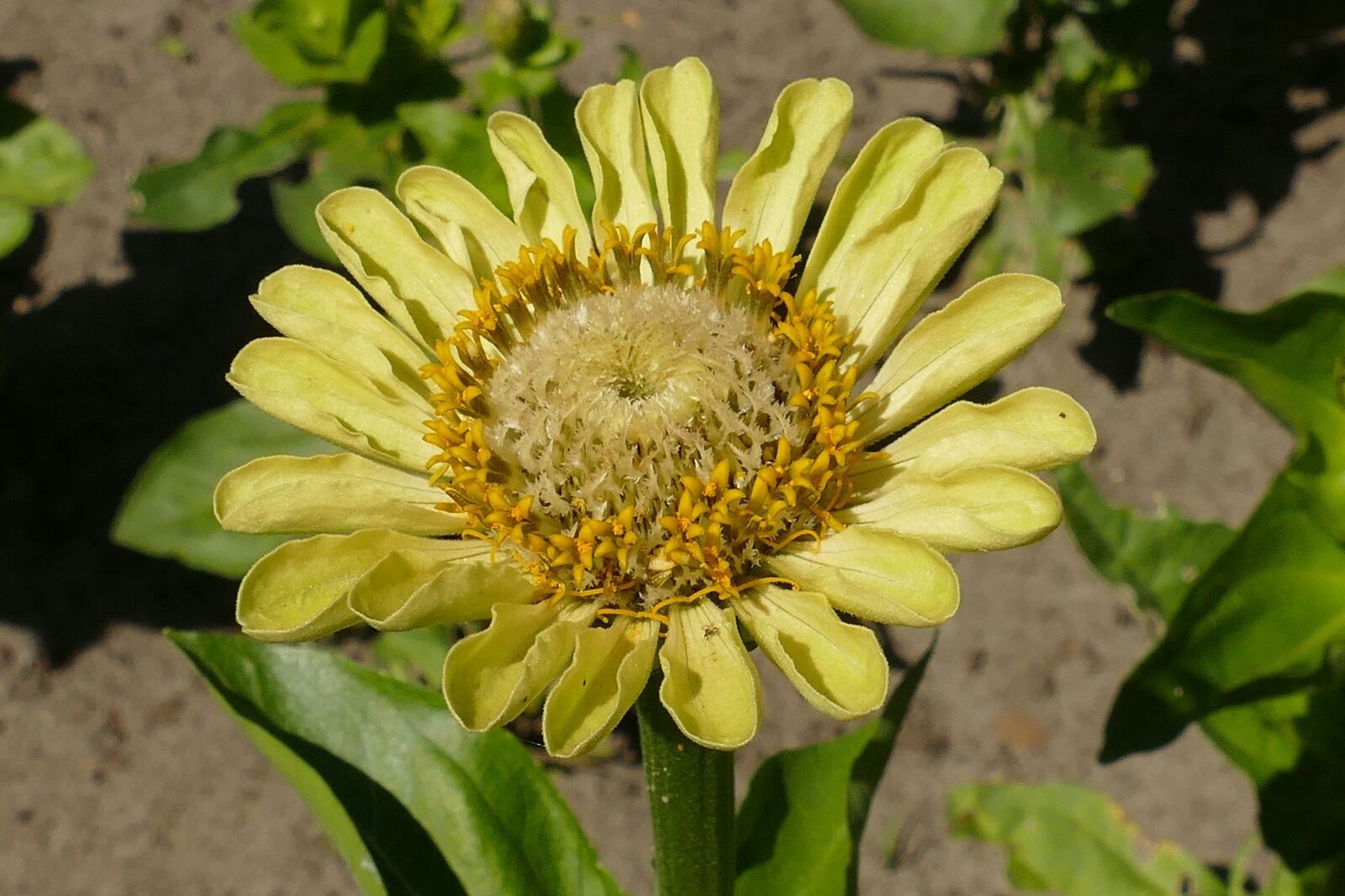 Panasonic Lumix DMC-FZ1000 sample photo. Flower, flora, yellow photography