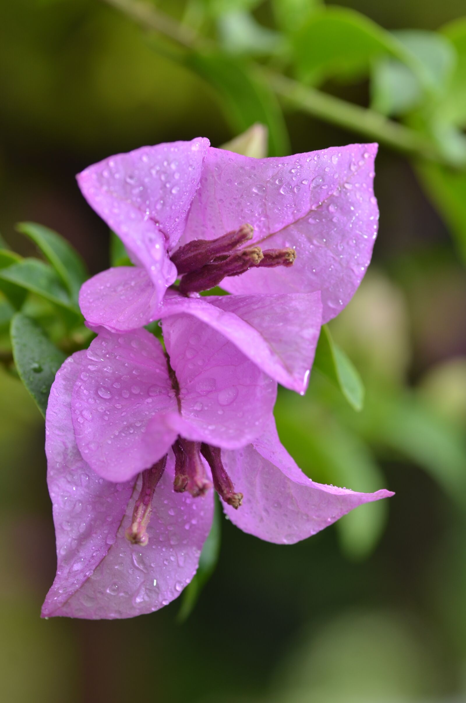 Nikon D7000 sample photo. Flower, outdoors, nature photography