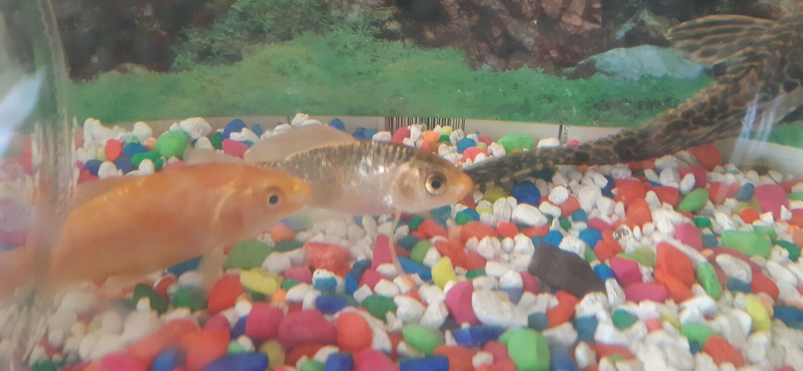Samsung Galaxy A30 sample photo. Fish, aquarium, underwater photography