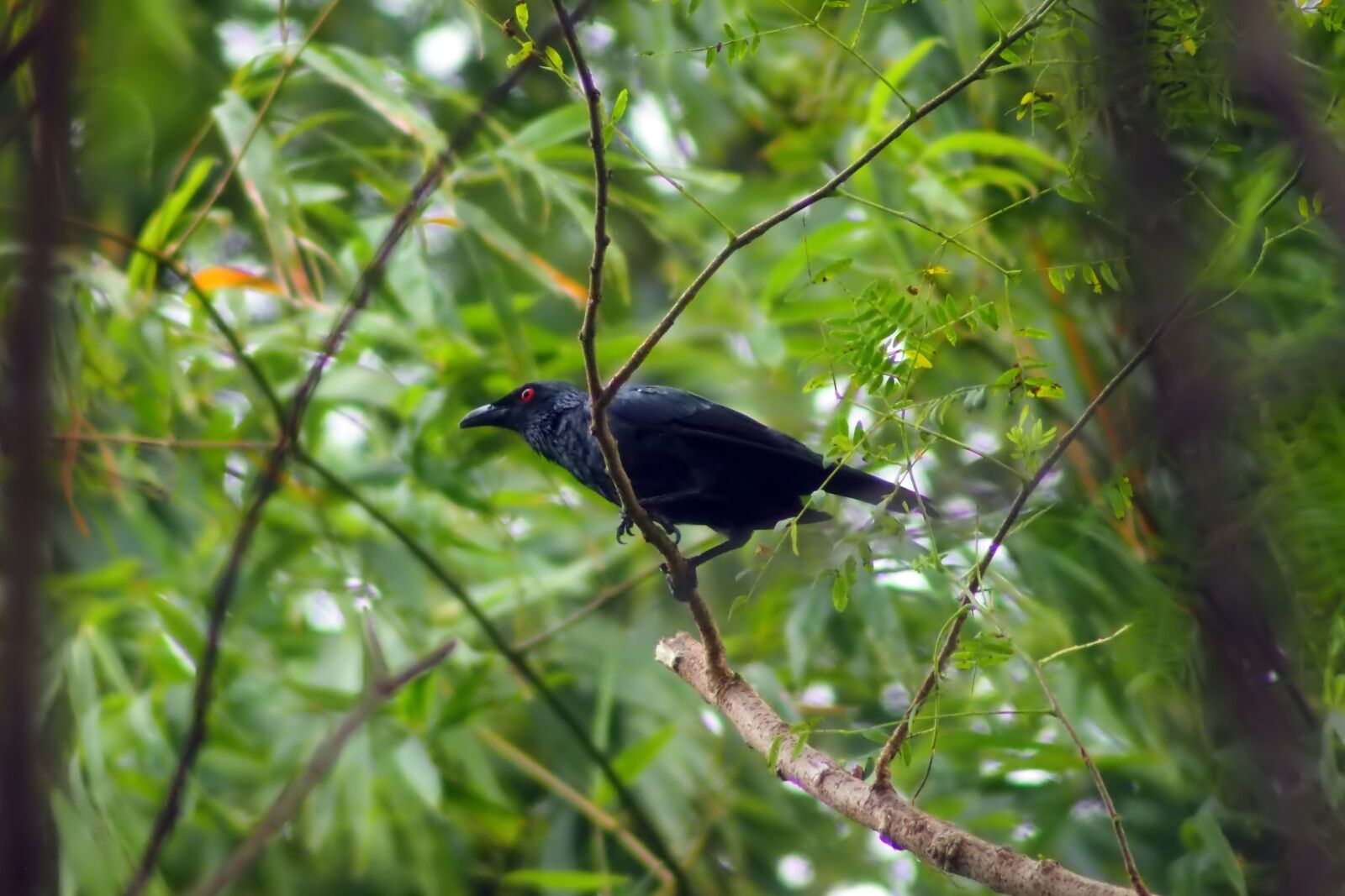 Tokina SD 400mm f/5.6 sample photo. Bird, natural, nature photography