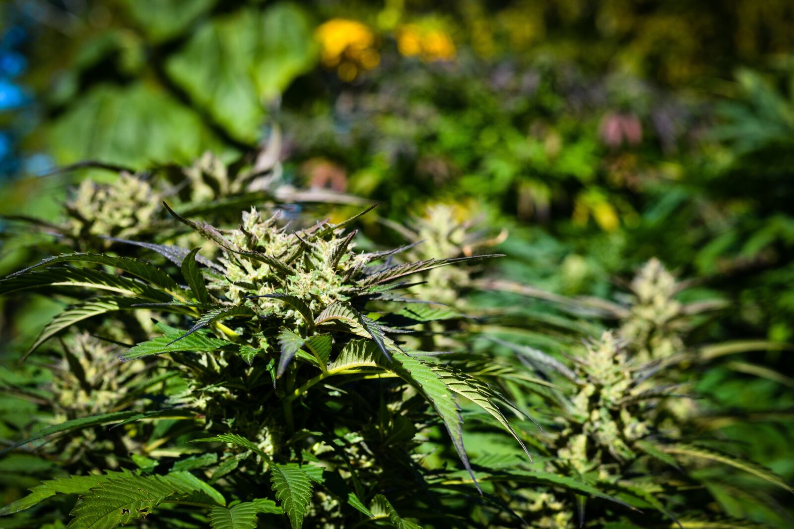 Nikon D3100 sample photo. Marijuana, weed, cannabis photography