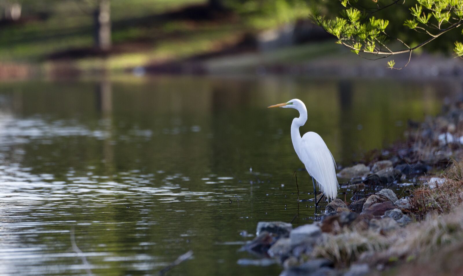 Canon EOS 5D Mark III sample photo. Egret, bird, great egret photography