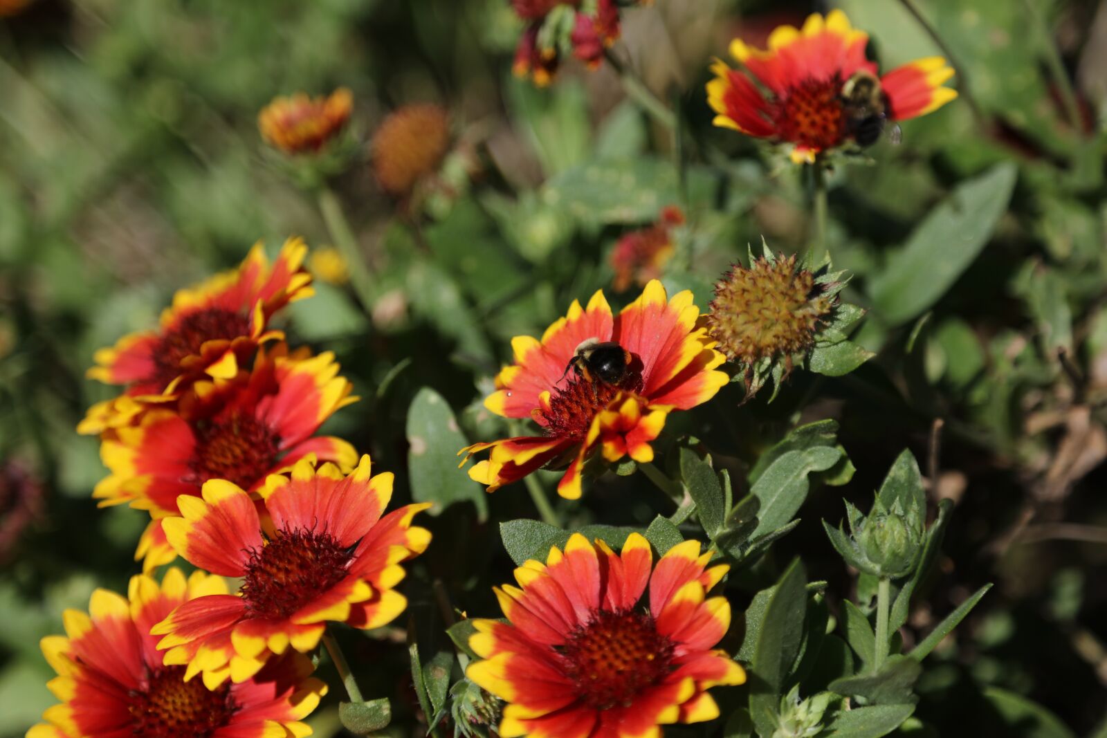 Canon EOS 5DS R + Canon EF 24-105mm F4L IS USM sample photo. Flowers, bees, garden photography