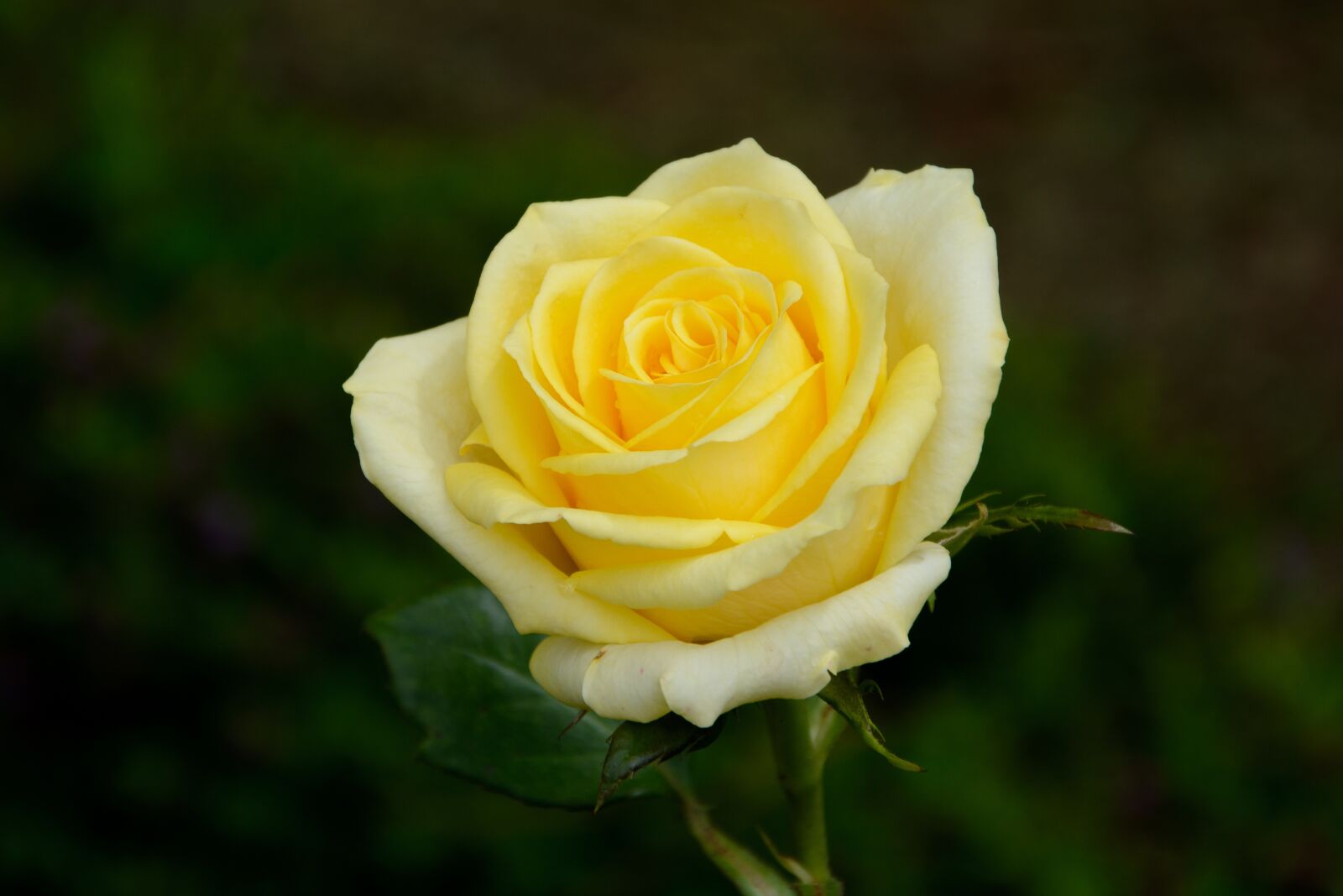 Nikon D7100 sample photo. Rose, flower, yellow photography