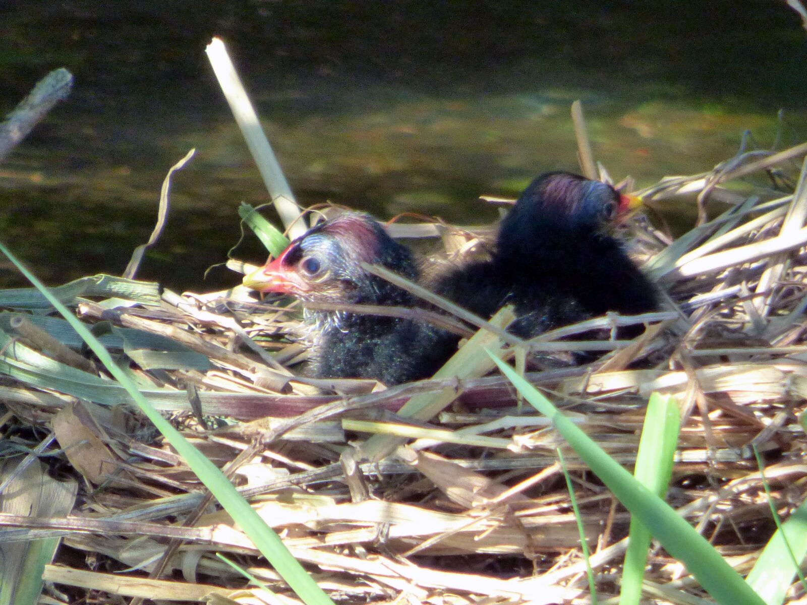 Panasonic DMC-FZ72 sample photo. Bird, moorhen, nature photography