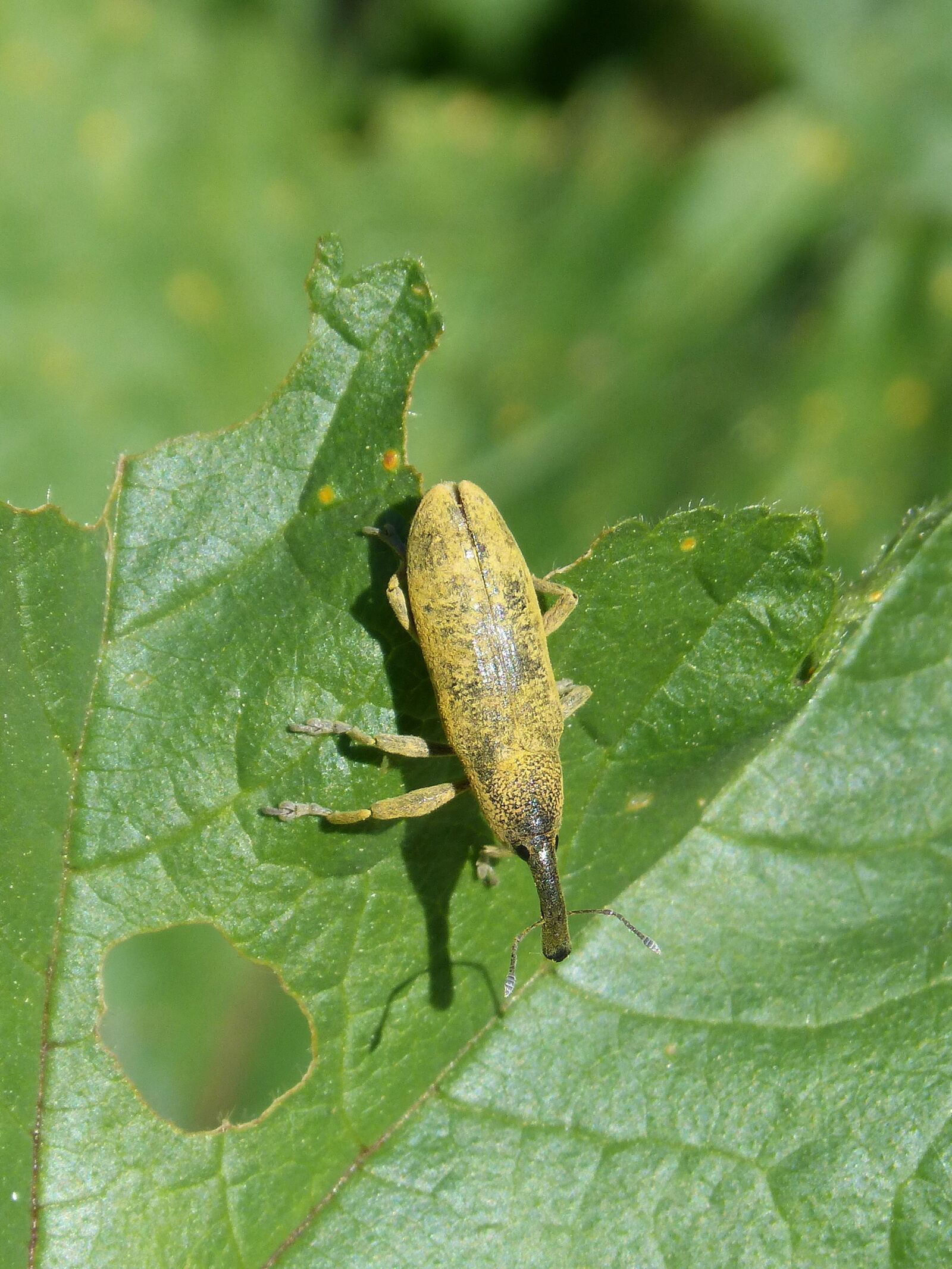 Panasonic DMC-FZ62 sample photo. Weevil, weevil beetle, lixus photography