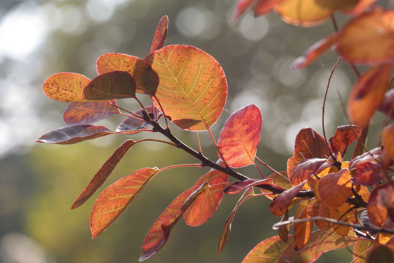Canon EOS 700D (EOS Rebel T5i / EOS Kiss X7i) sample photo. Leaves, autumn, nature photography