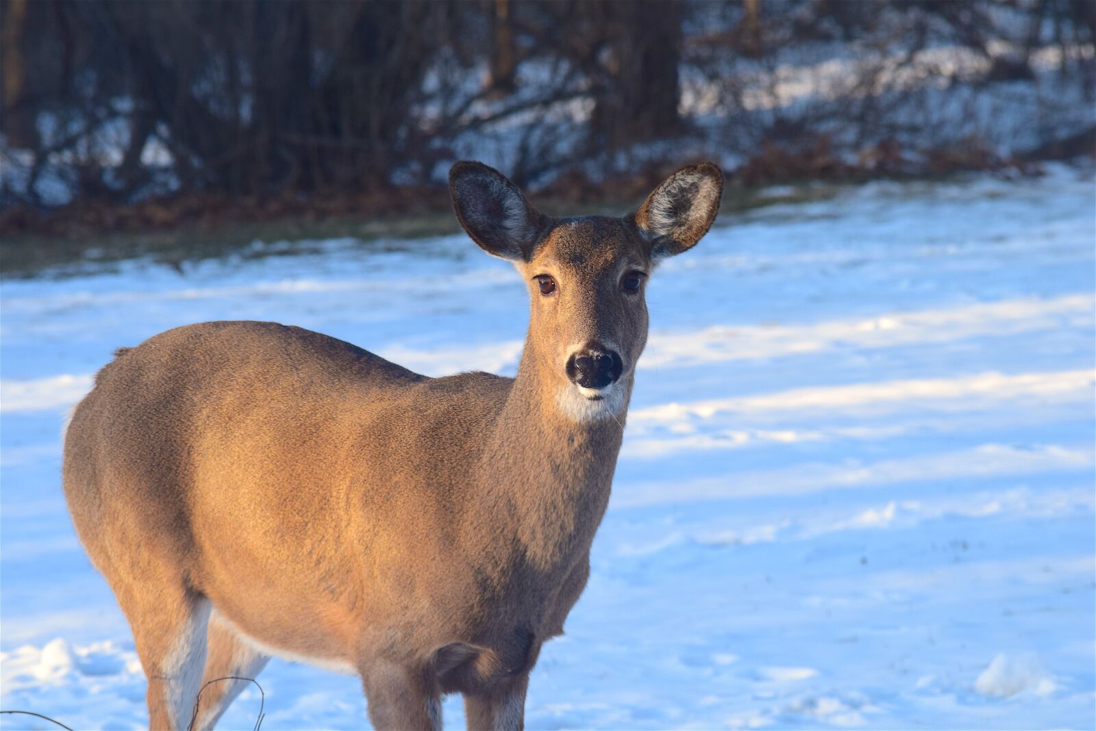 Nikon D3300 sample photo. Deer, sunlight, snow photography