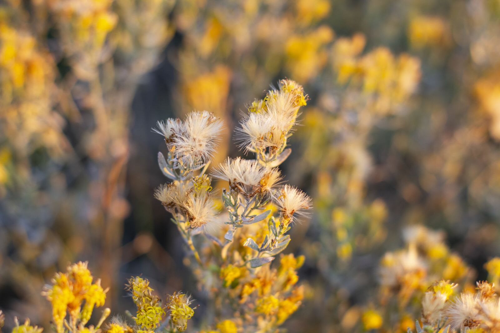 Canon EOS 550D (EOS Rebel T2i / EOS Kiss X4) sample photo. Field, landscape, nature photography