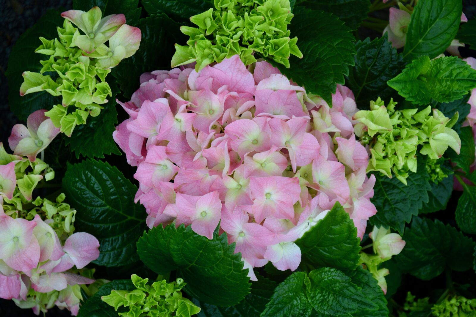 Nikon D5200 sample photo. Flower, hydrangea, nature photography