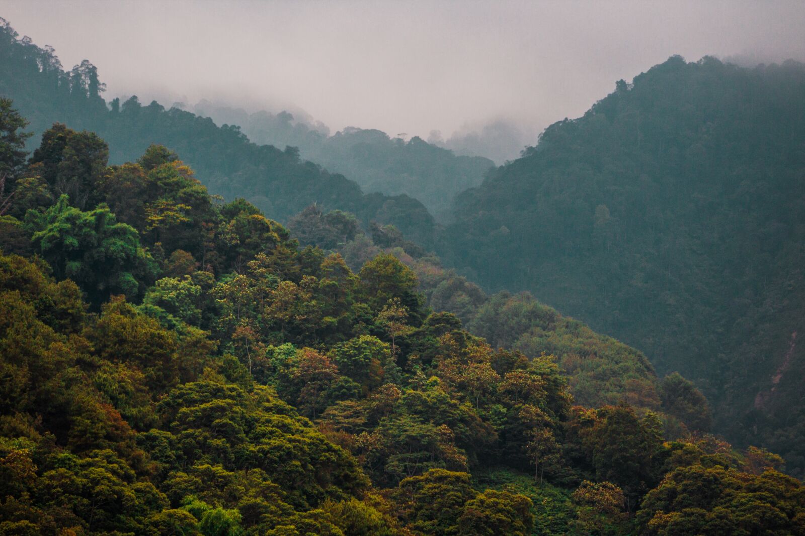 Canon EF75-300mm f/4-5.6 sample photo. Forest, mount, fog photography