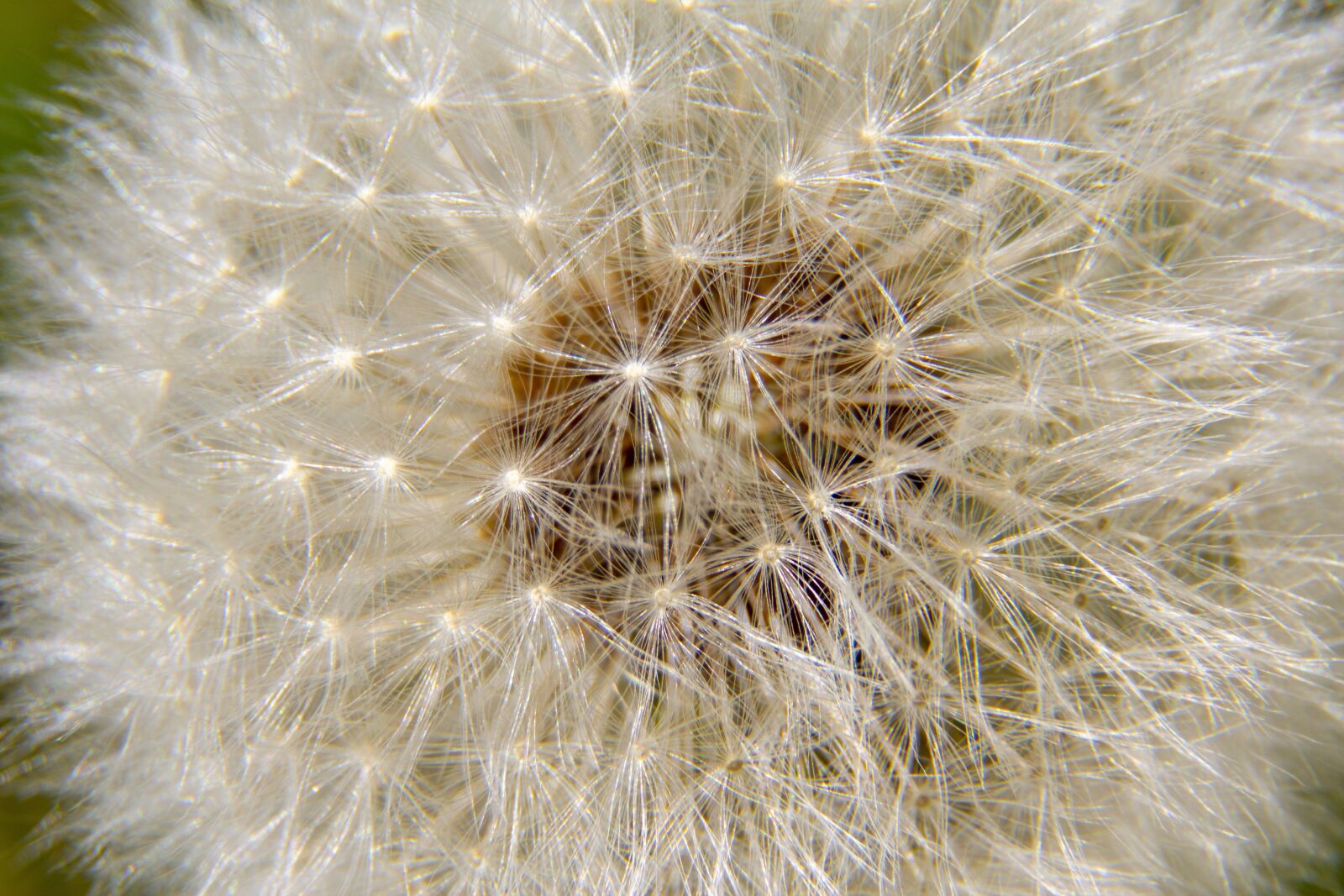 Canon EOS 600D (Rebel EOS T3i / EOS Kiss X5) sample photo. Dandelion, pupava, nature photography