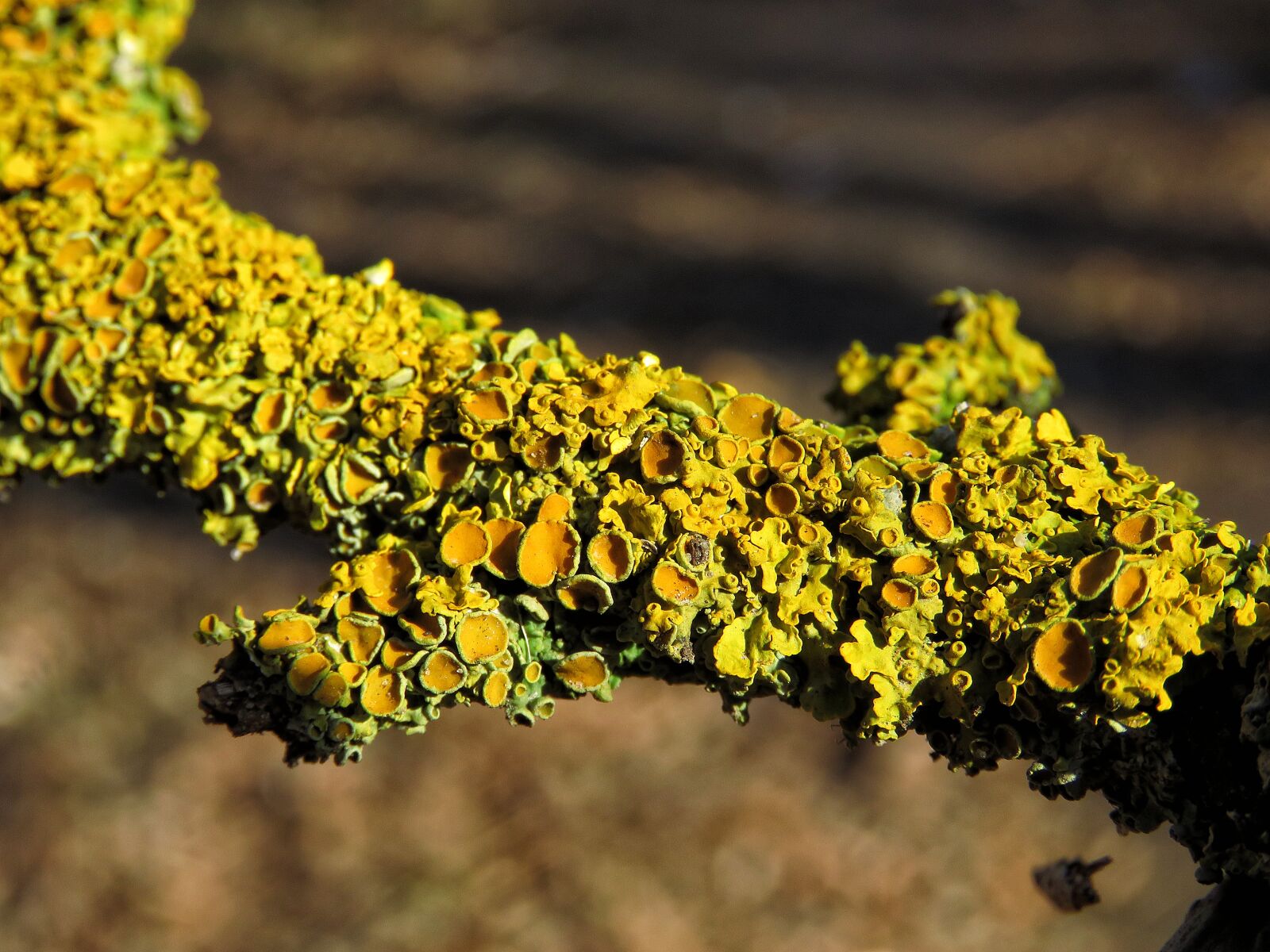 Canon PowerShot SX60 HS sample photo. Lichen, moss, branch photography