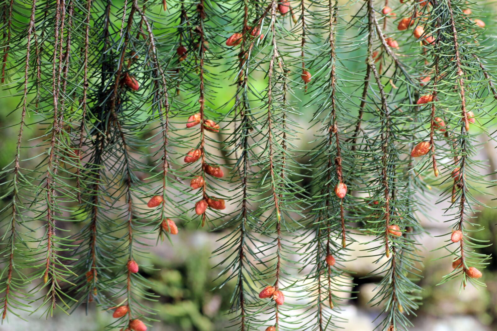Canon EOS 550D (EOS Rebel T2i / EOS Kiss X4) sample photo. Plant, green, branches photography