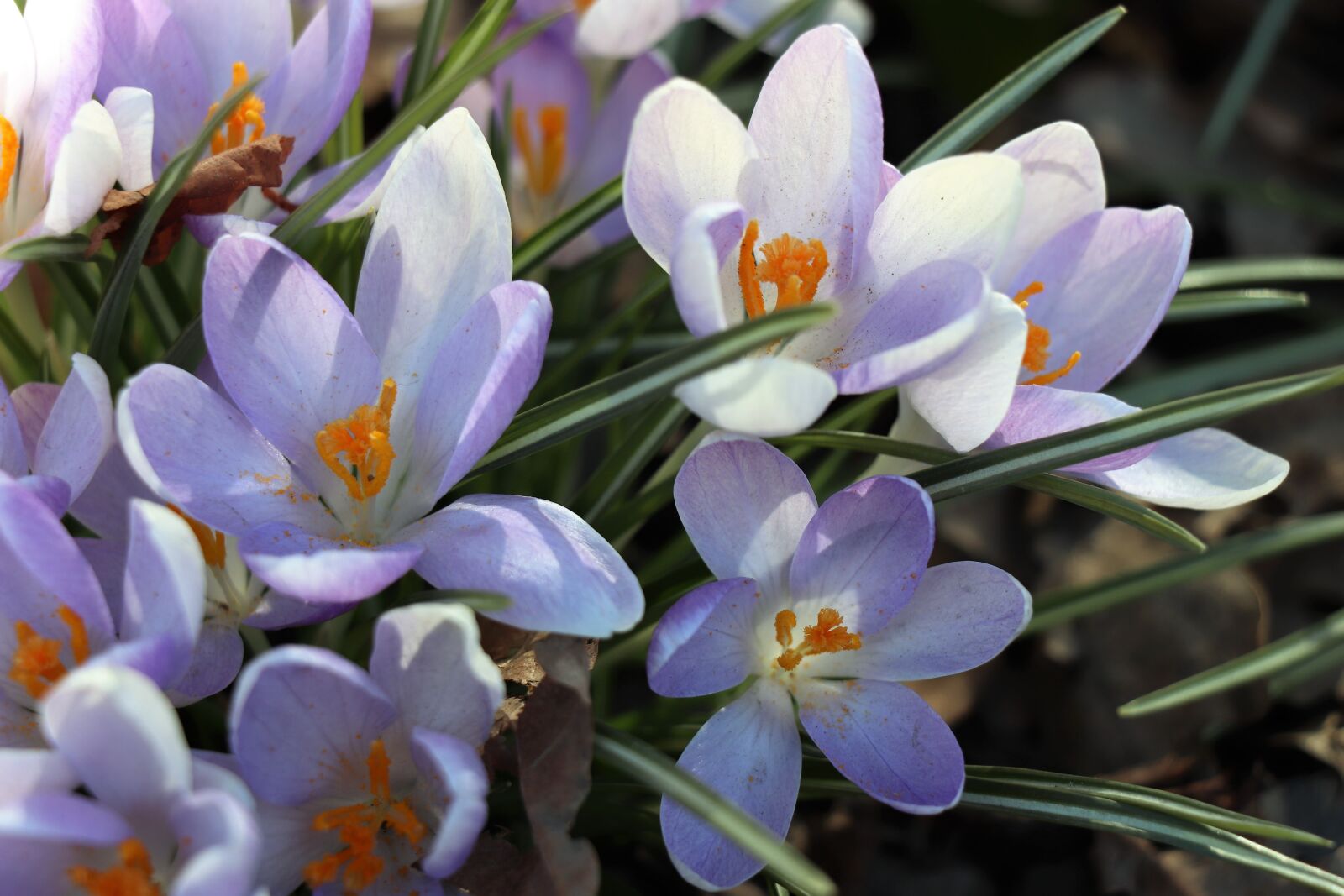 Canon EOS 77D (EOS 9000D / EOS 770D) sample photo. Crocuses, spring, crocus photography