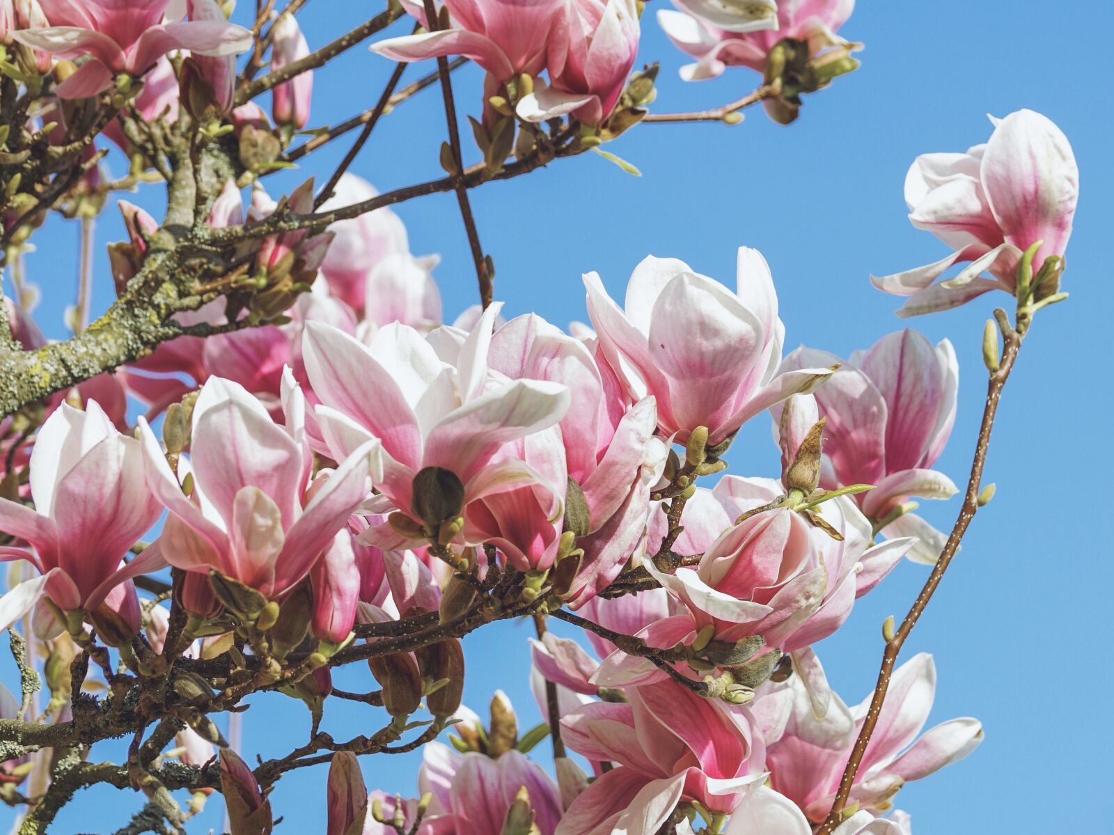 Sony DT 55-300mm F4.5-5.6 SAM sample photo. Magnolia, blossom, bloom photography