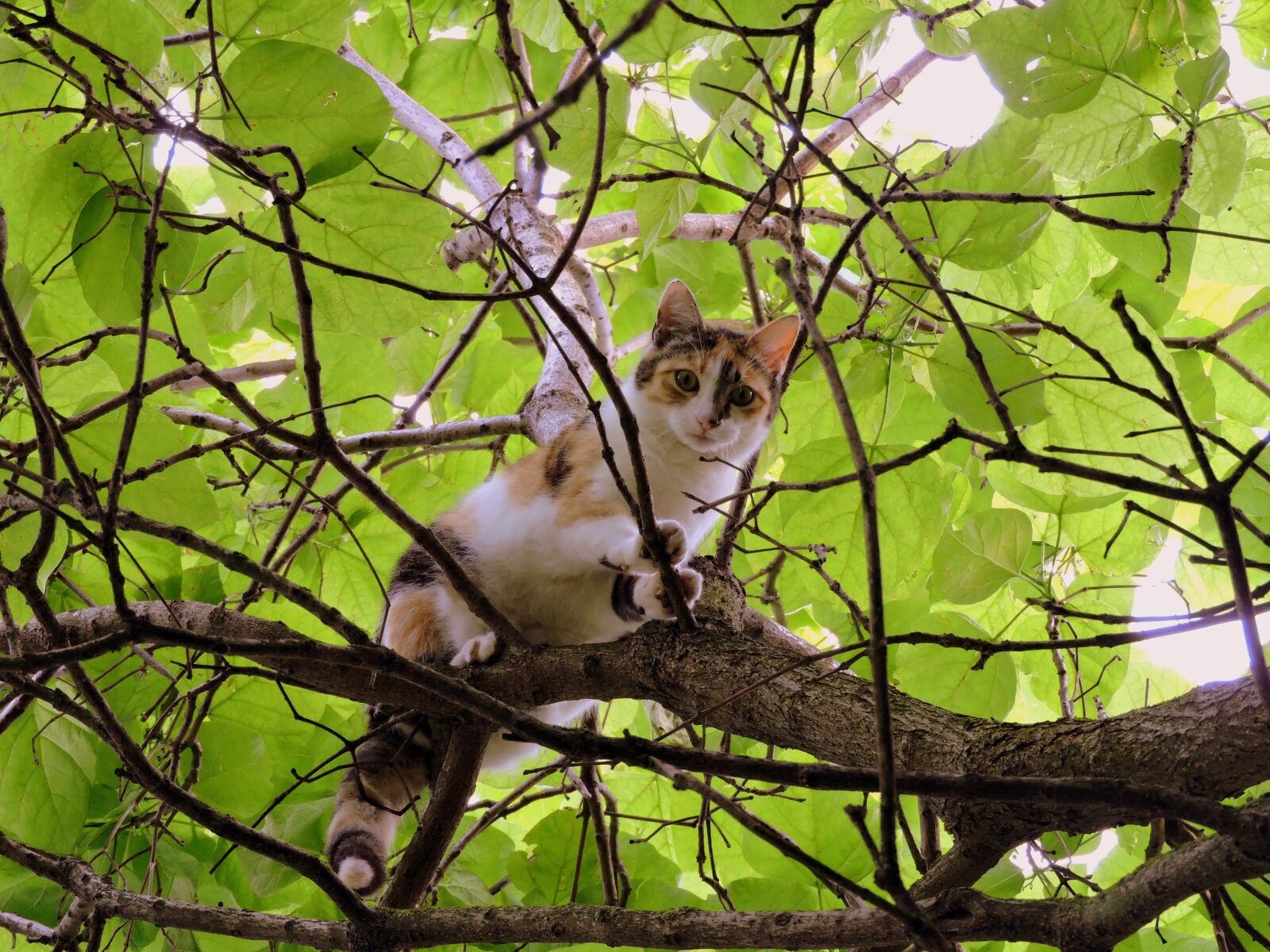 Nikon Coolpix P600 sample photo. Cat, tree, climbing photography
