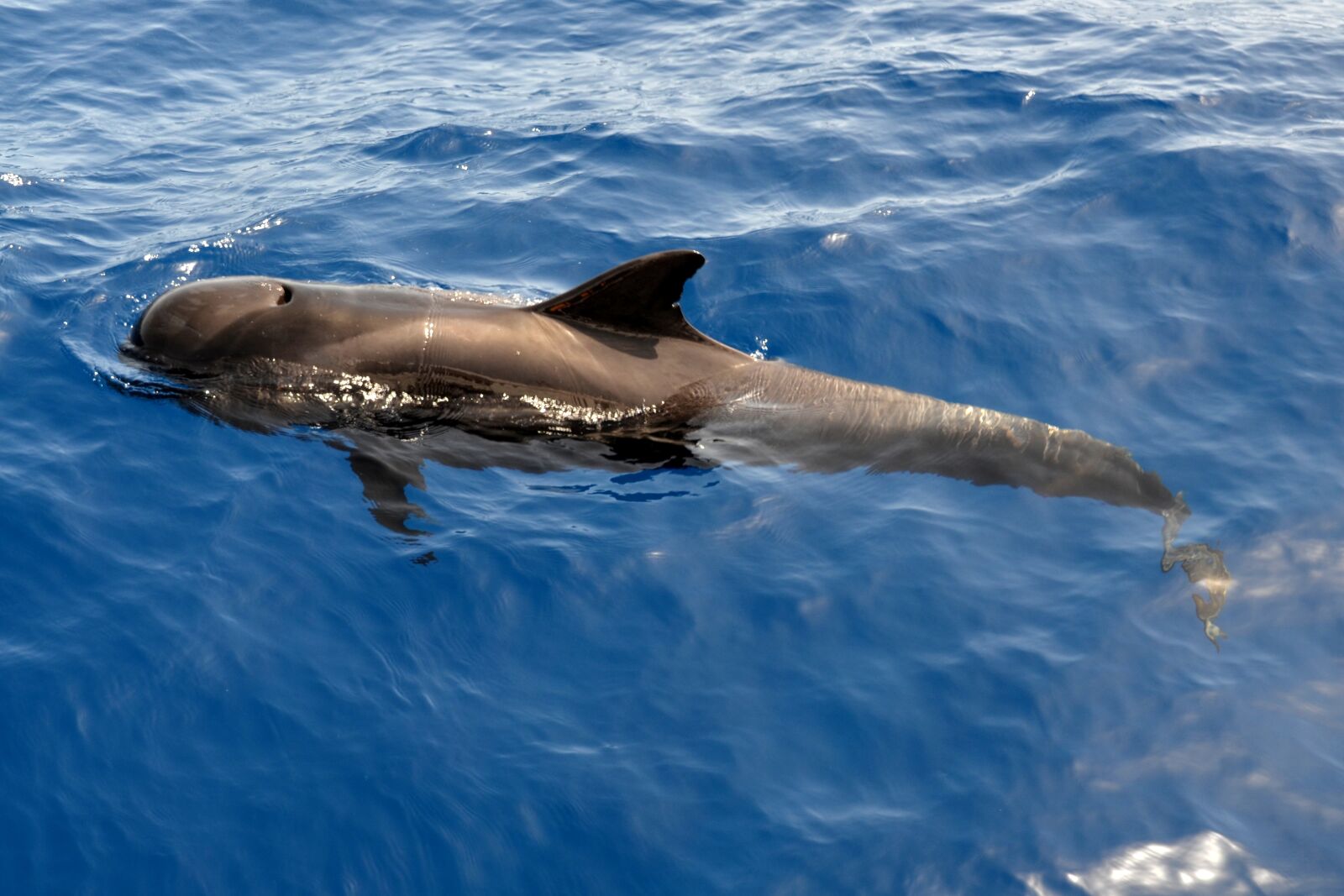 Nikon D5100 sample photo. Wal, pilot whale, marine photography