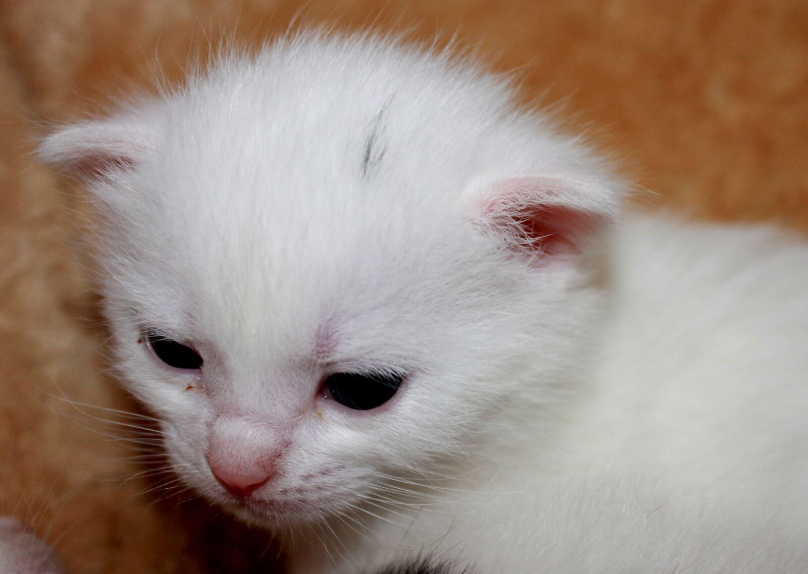 Canon EOS 1100D (EOS Rebel T3 / EOS Kiss X50) sample photo. Young kittens, sweet, pet photography