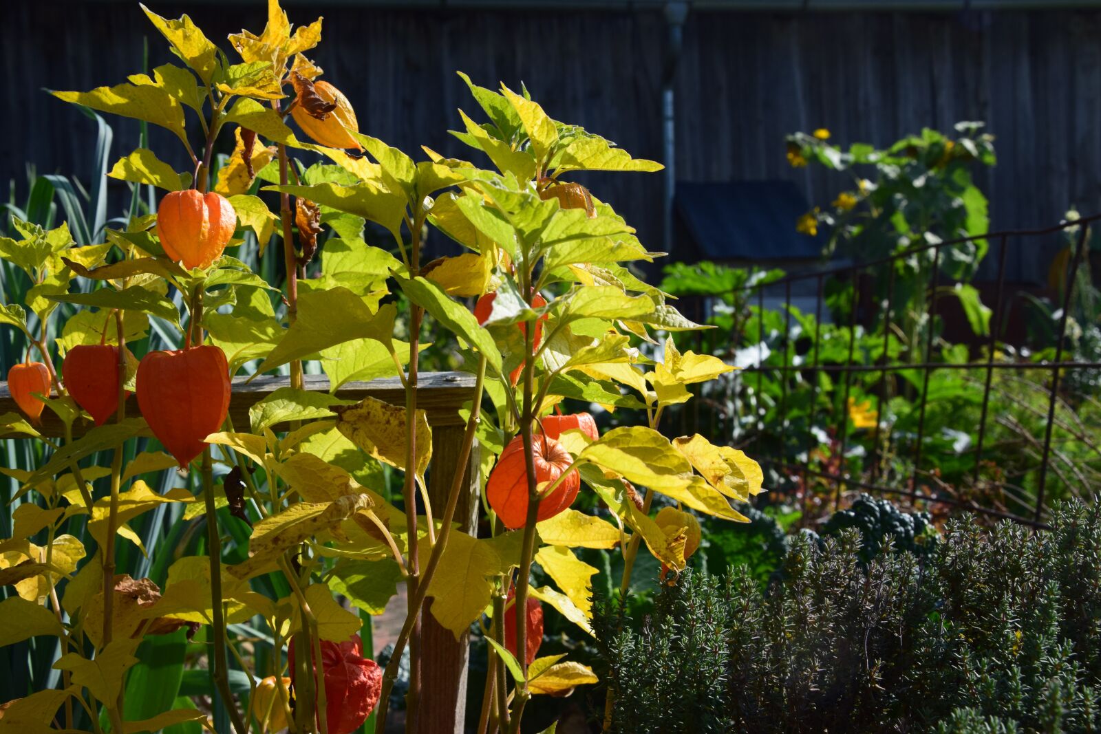 Nikon D5300 sample photo. Physalis, garden, nature photography