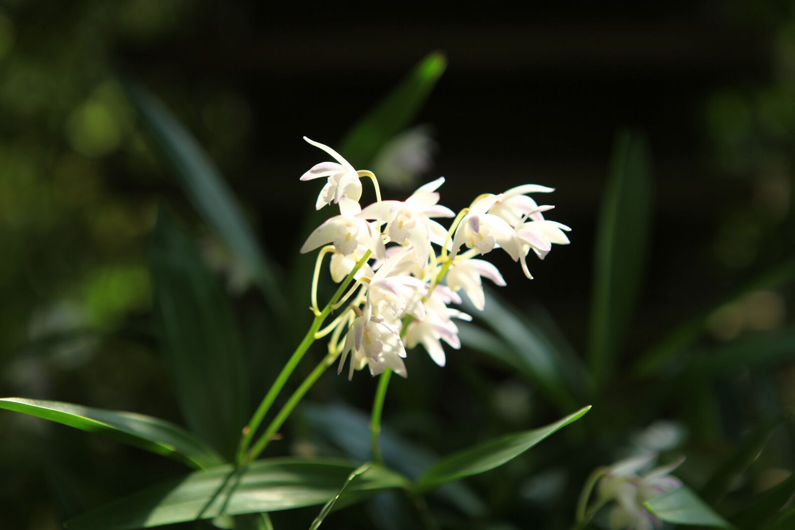 Canon EOS 5D Mark II sample photo. Oriental blue, orchid, i photography