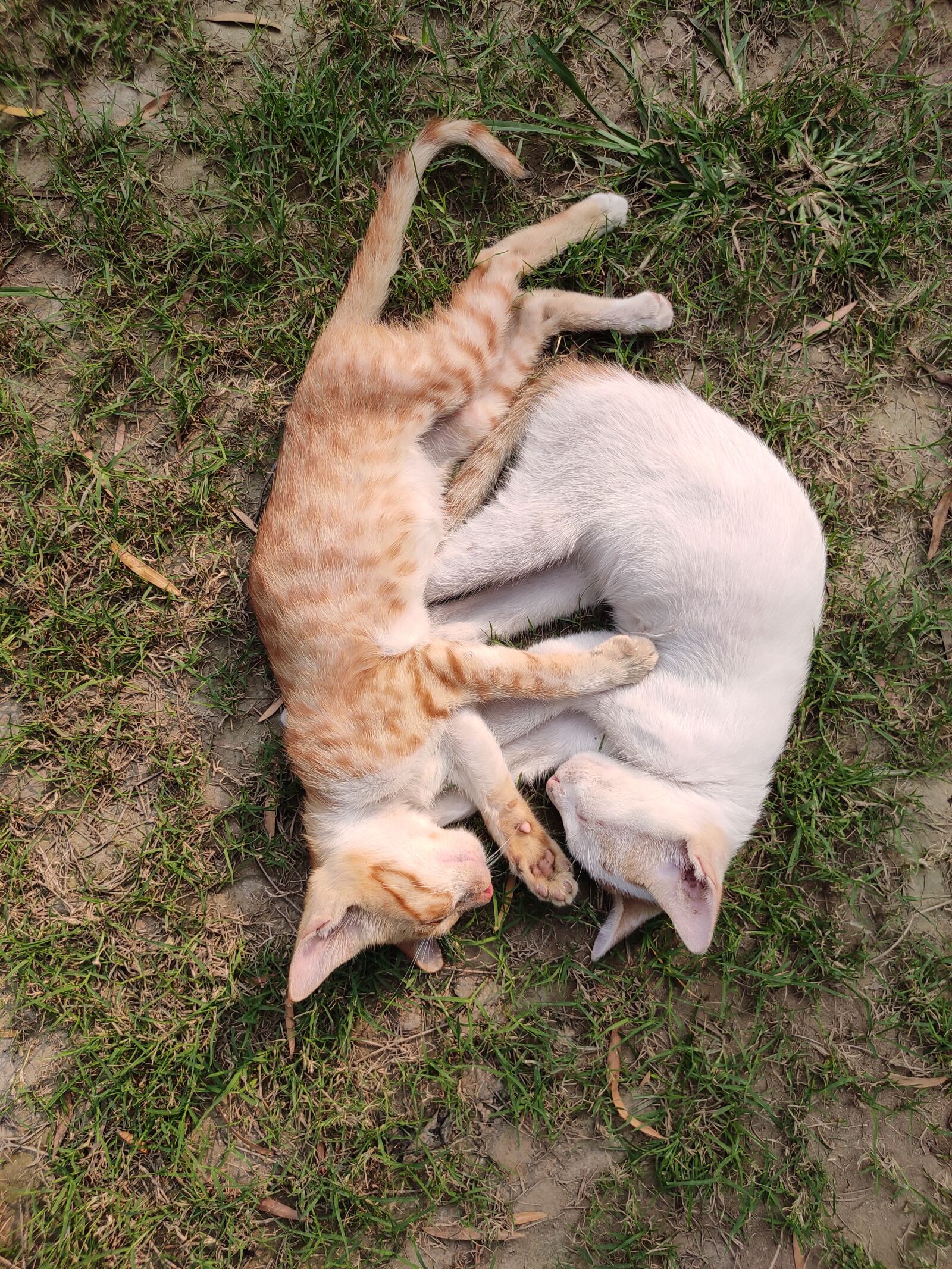 Xiaomi Redmi Note 7 Pro sample photo. Cat, love, couple photography