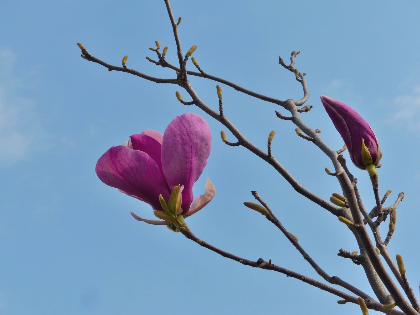 Panasonic Lumix DMC-FZ200 sample photo. Magnolia, flower, spring photography