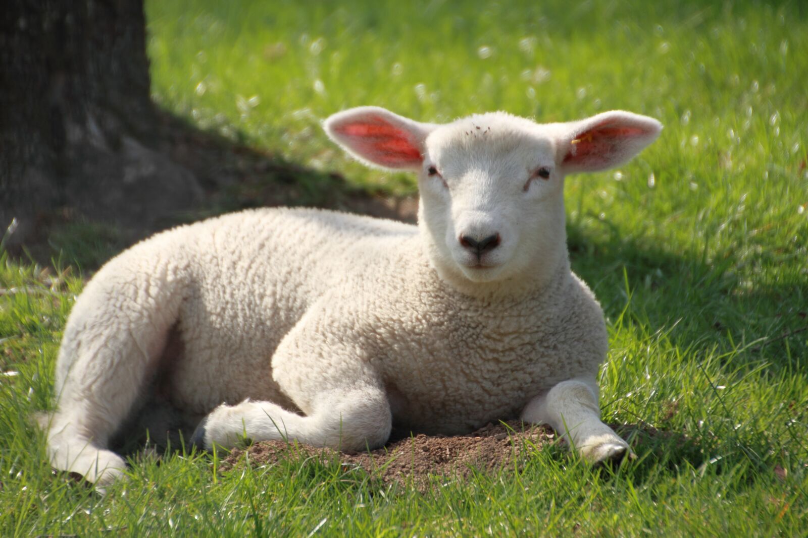Canon EOS 7D sample photo. Easter, lamb, cute photography