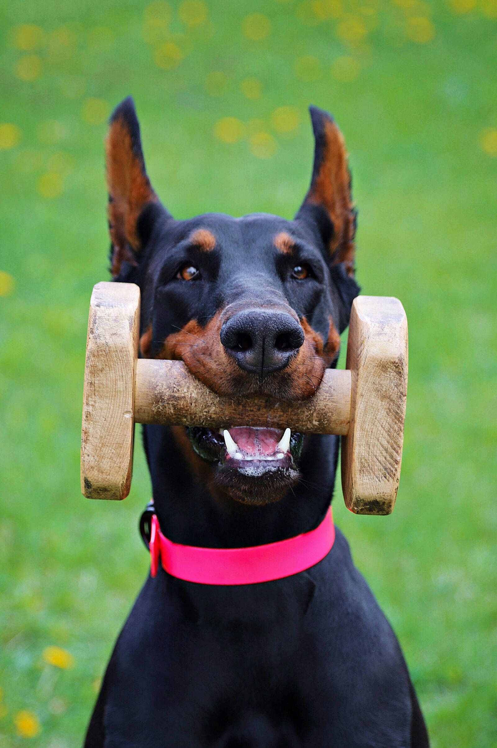 Canon EOS 6D Mark II sample photo. Doberman, contribution, keep photography