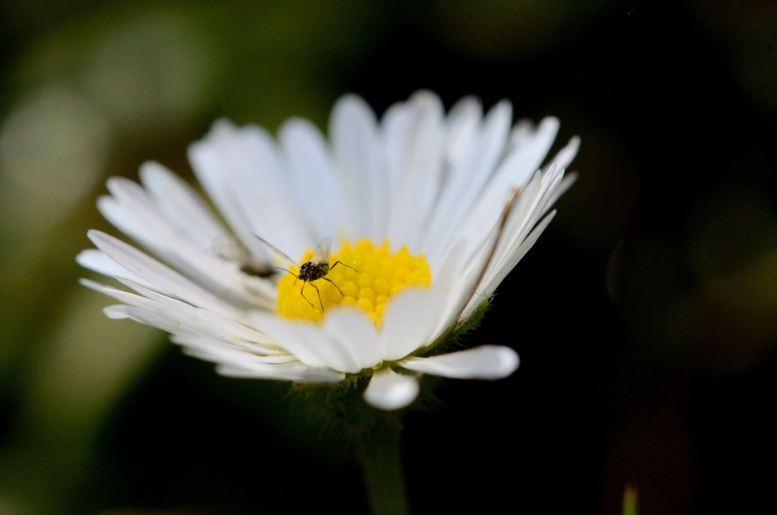 Nikon D7000 sample photo. Marguerite flower, marguerite, flower photography