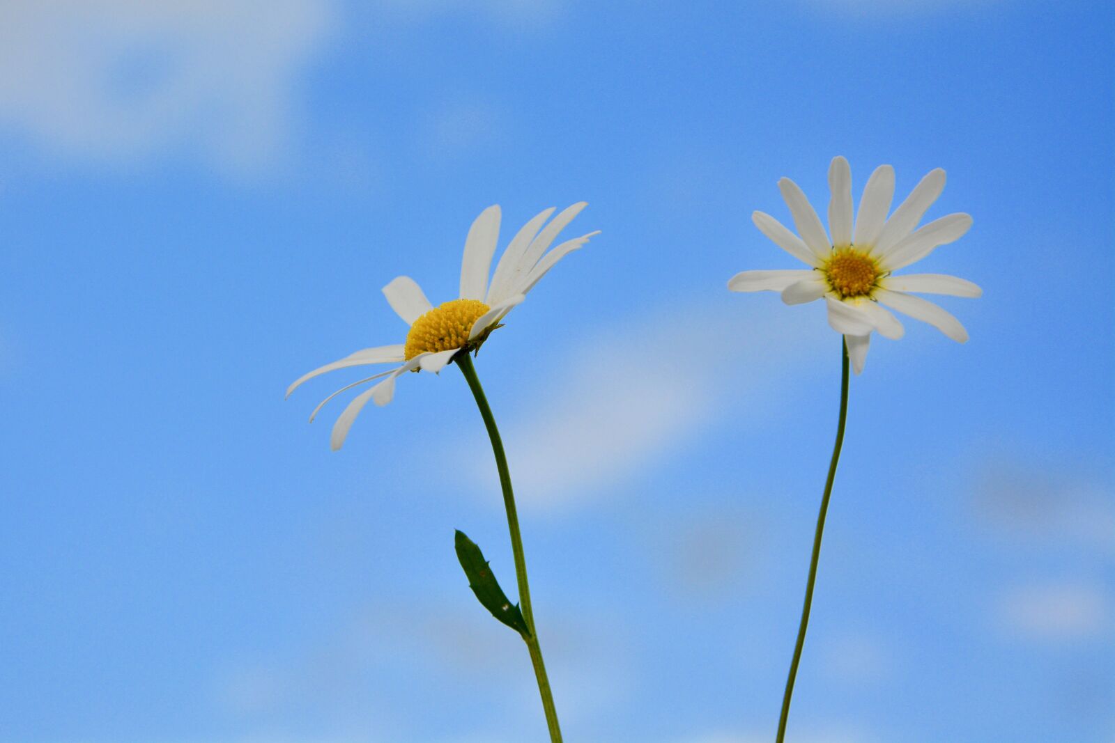 Nikon D5200 sample photo. Flower, daisies, spring flowers photography