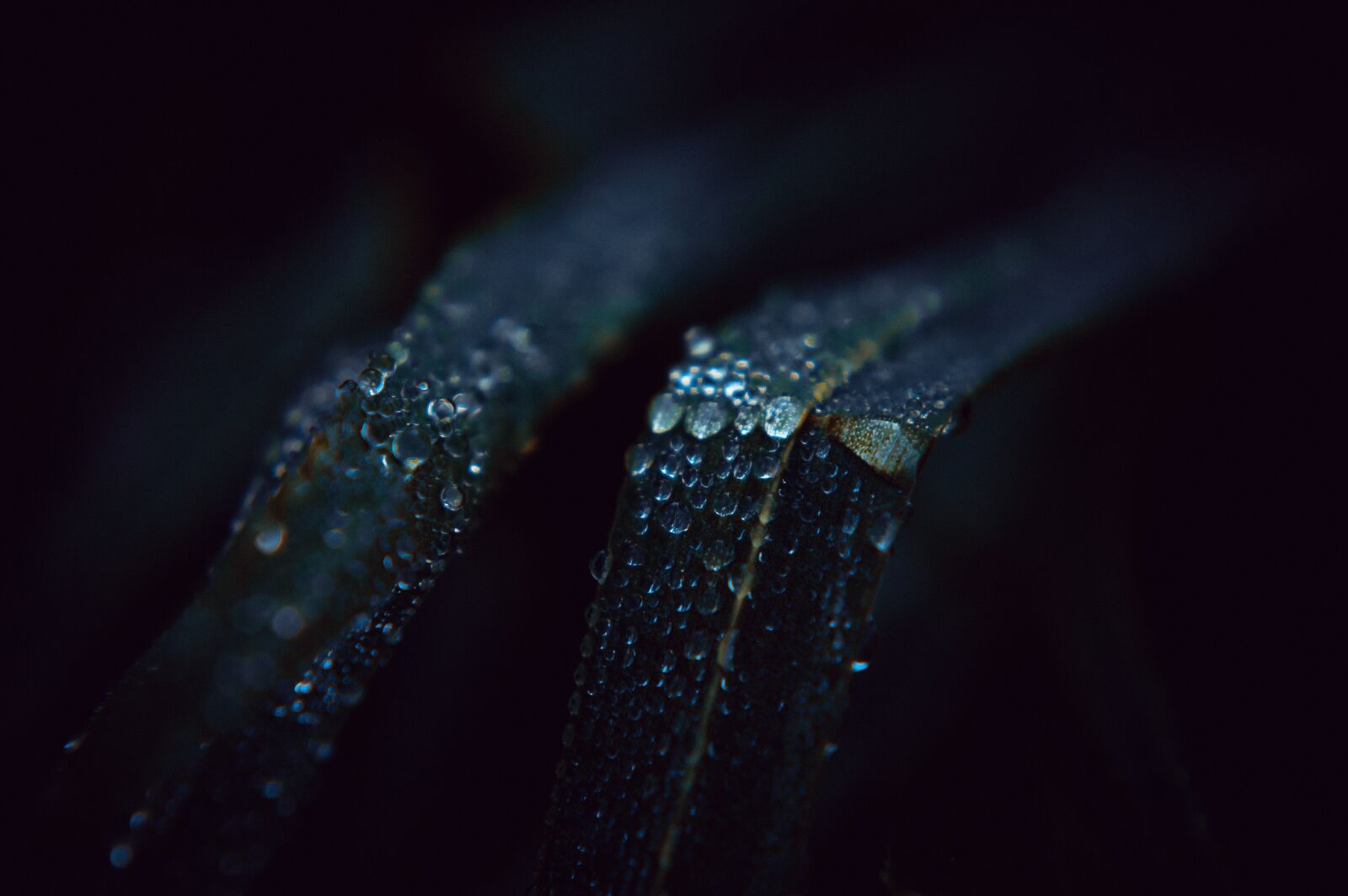 Nikon D3200 sample photo. Grass, macro, nature photography