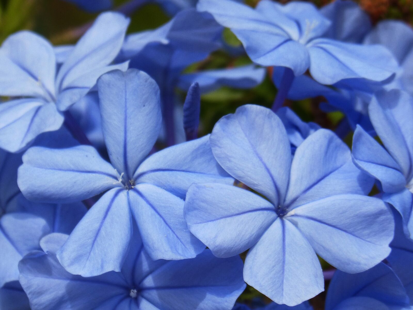 Panasonic DMC-FZ62 sample photo. Blue flowers, flower, background photography