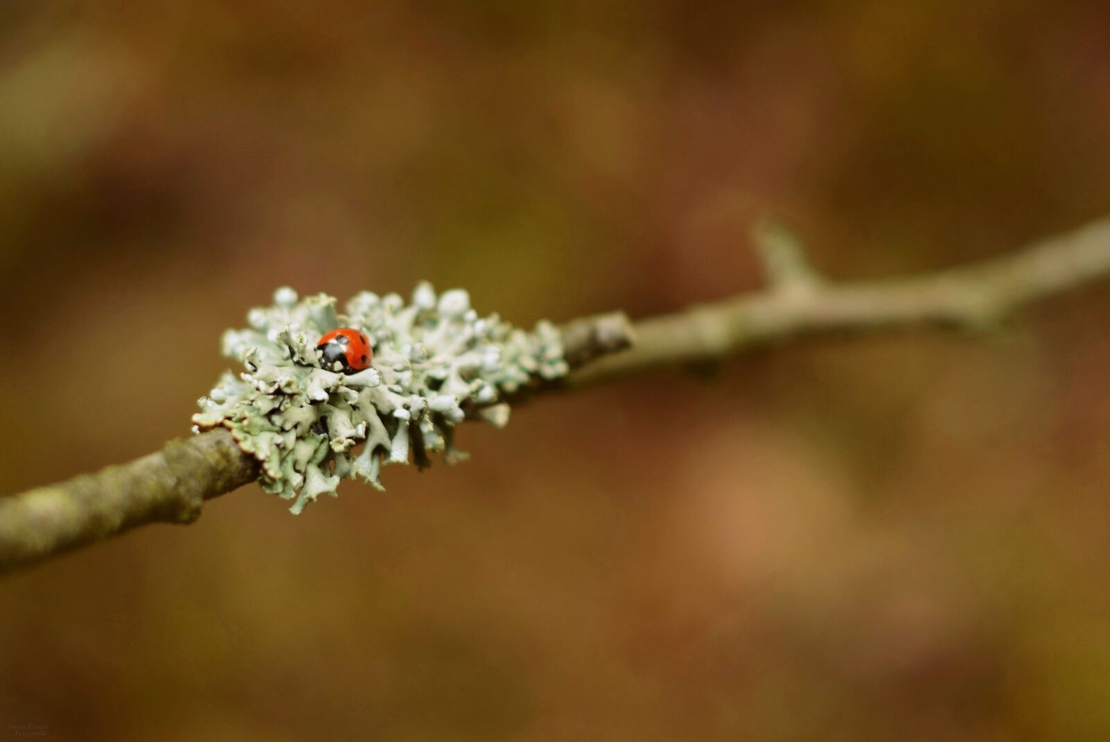 Nikon D5200 sample photo. Ladybug, macro, photo photography