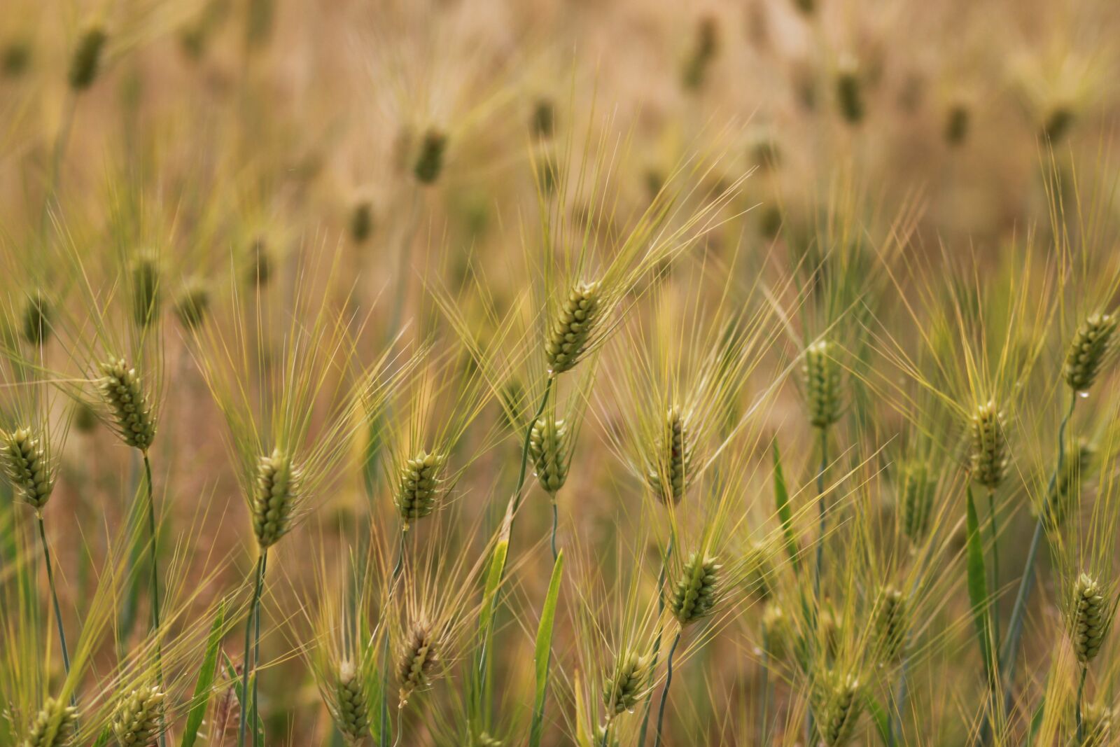 Canon EOS 500D (EOS Rebel T1i / EOS Kiss X3) sample photo. Wheat, s, rural areas photography