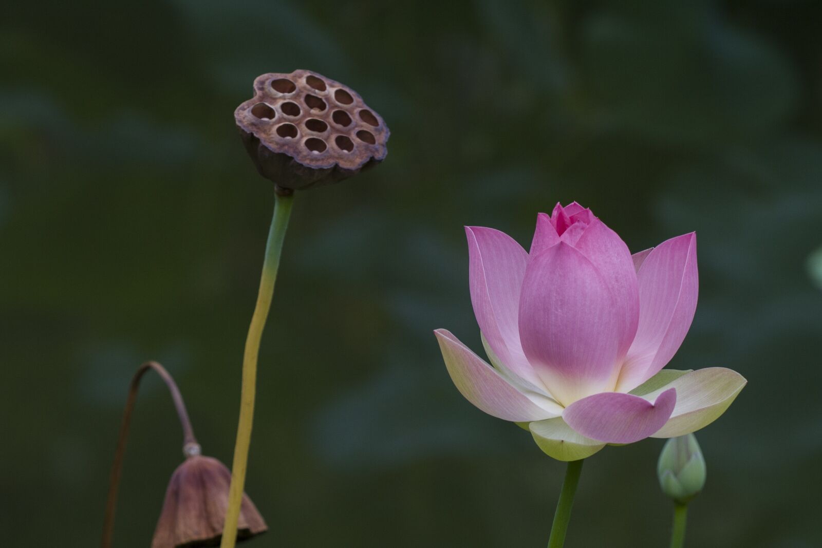 Canon EOS 400D (EOS Digital Rebel XTi / EOS Kiss Digital X) sample photo. Flower, water flower, lotus photography
