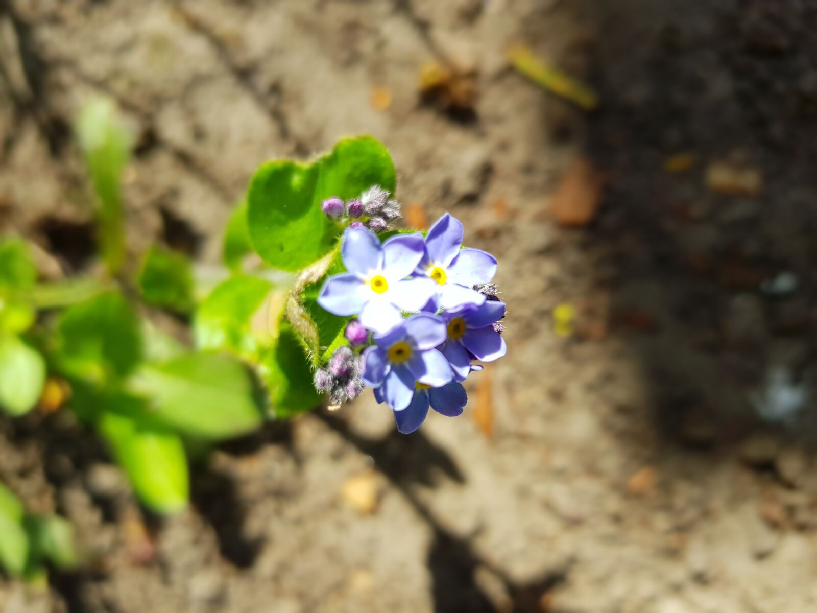 Samsung Galaxy S8 sample photo. Flower, purple, spring photography