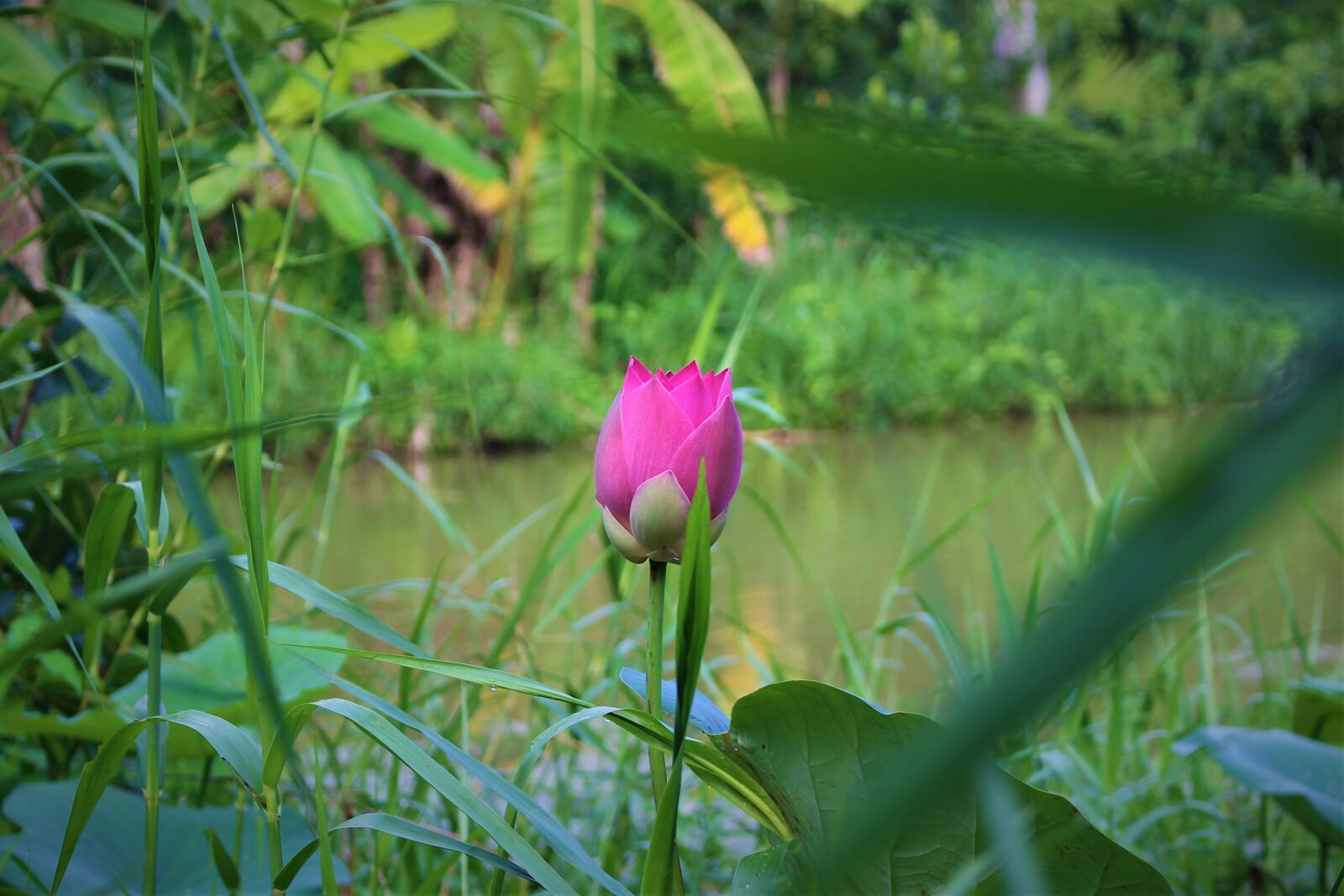 Canon EOS 700D (EOS Rebel T5i / EOS Kiss X7i) + Canon EF-S 18-55mm F3.5-5.6 IS STM sample photo. Lotus, pink, flower photography