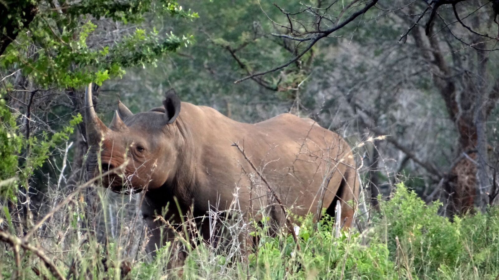 Sony Cyber-shot DSC-HX100V sample photo. Wildlife, africa, rhino photography