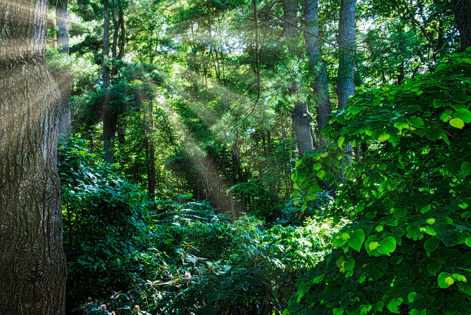 Nikon D750 sample photo. Trees, sunrays, summer photography