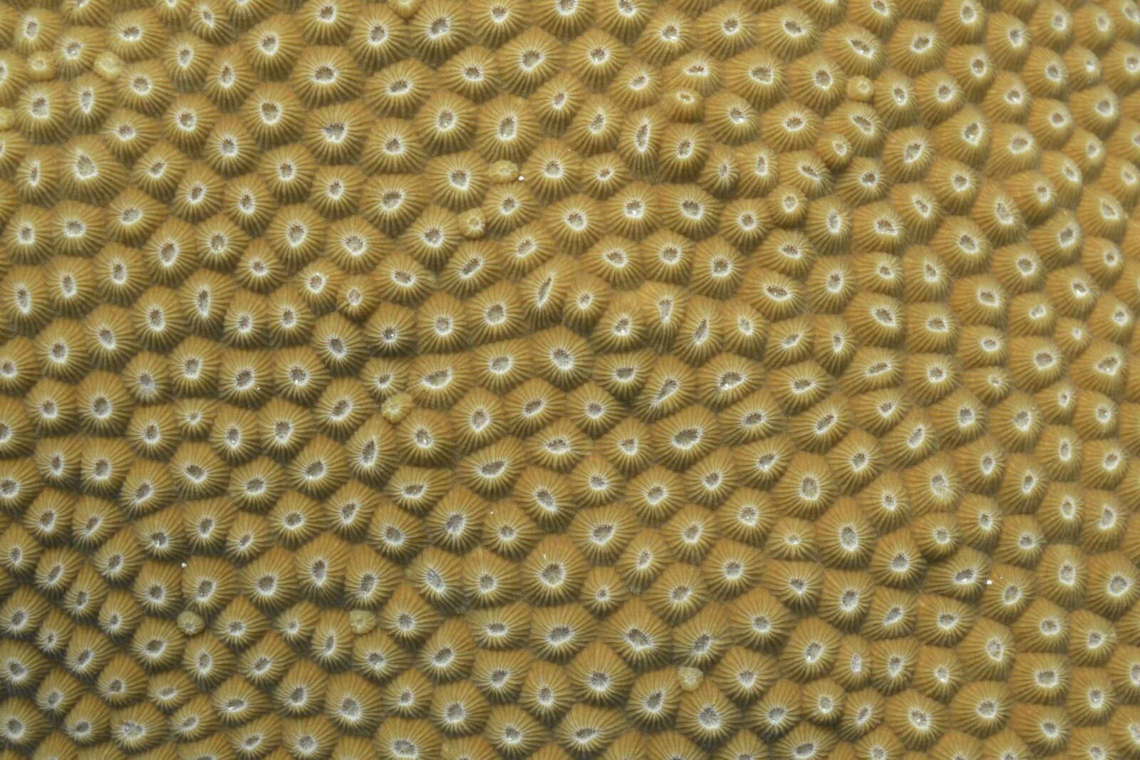 Nikon D610 sample photo. Coral, nature, reef photography