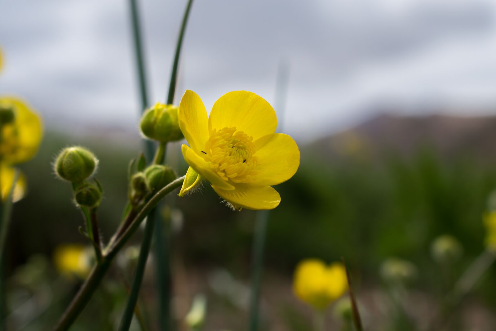 Nikon D3400 sample photo. Flower, micro, buttercup photography