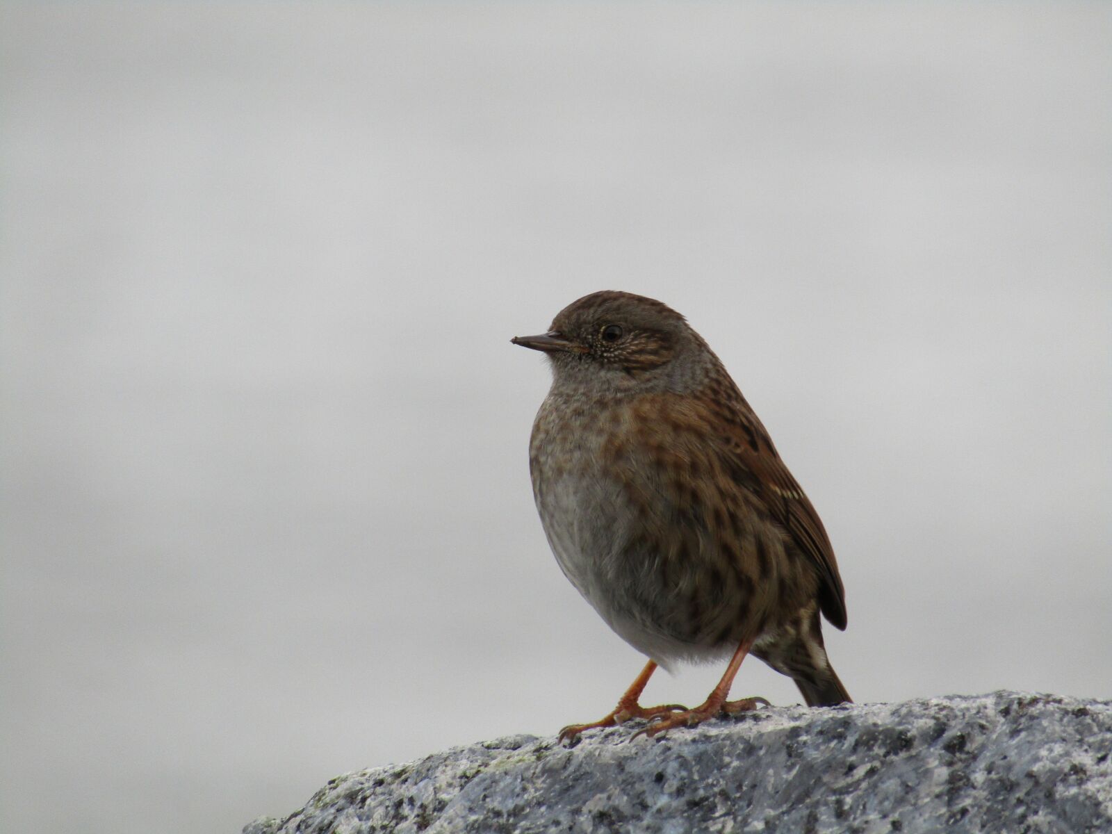 Canon POWERSHOT SX430 IS sample photo. Bird, wildlife, animal photography