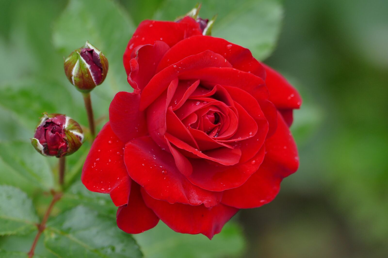 Panasonic Lumix DMC-FZ1000 sample photo. Rose, flower, bud photography